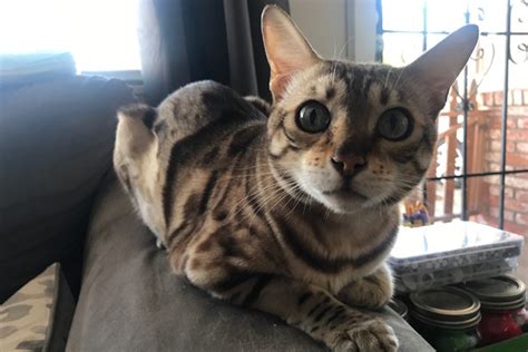 We are tica members, and we adhere to tica's 'voluntary code of ethics policy.' we breed a very small quantity of bengals as a hobby, not a business. The Bengal Cat Leo who has made an impact in San Diego ...