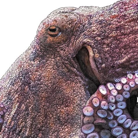 Buy Common Octopus Art Print Urban Makers By Ben