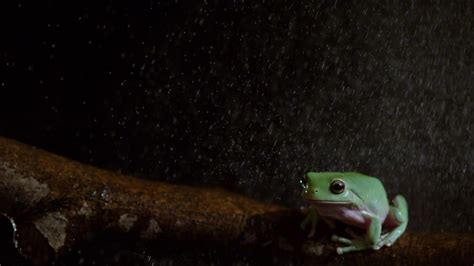 Slow Motion Frog Jumping In Rain Stock Footage Sbv 347452282 Storyblocks
