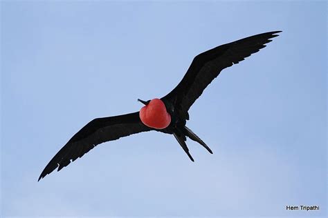 Frigate Bird In Flight Photo