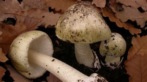 Warning Not To Eat Wild Mushrooms After Toxic Variety Found In Wa The