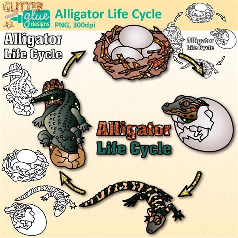Download Alligator Life Cycle Clipart Set For Personal And Commercial Use
