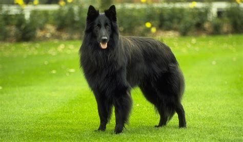 Belgian Groenendael Dog Dog Breeds Picture