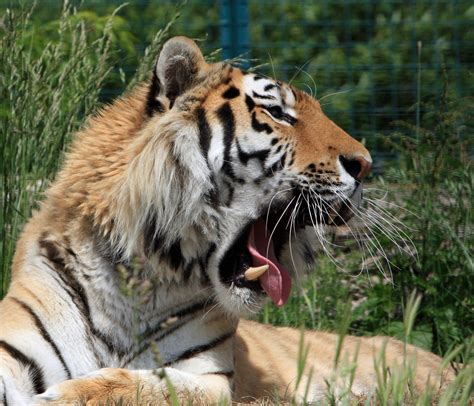 Tiger Yawning Free Stock Photo Public Domain Pictures