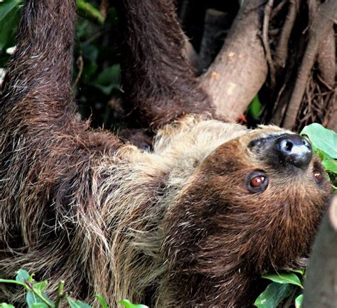 Sloth The Sloth Is The Worlds Slowest Mammal So Sedent Flickr