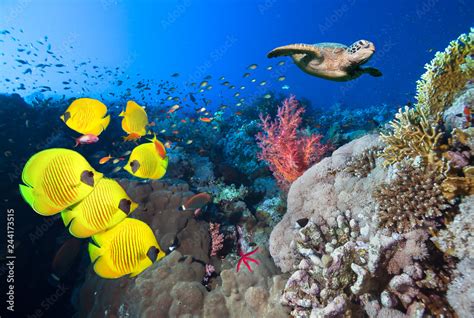 Underwater Coral Reef Landscape In The Deep Blue Ocean With Colorful