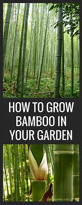 What To Grow In Your Garden