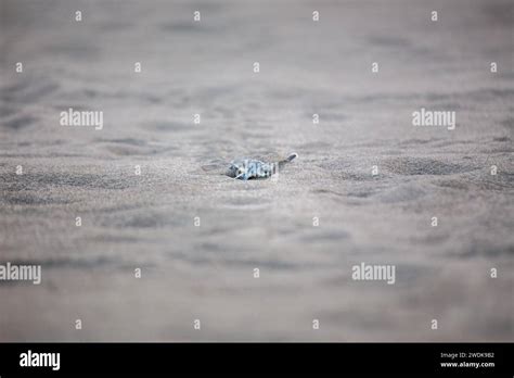 Tortuguero wonders hi-res stock photography and images - Alamy
