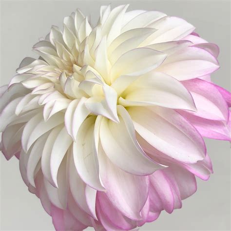 Comprehensive Dahlia Variety Guide By Color