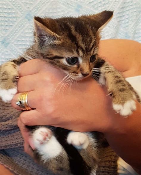 You can also choose from. Kittens for sale | in Ludlow, Shropshire | Gumtree