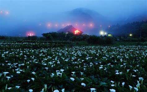 Night Fog Mountains Home Lights Field Flowers Rocks Wallpapers