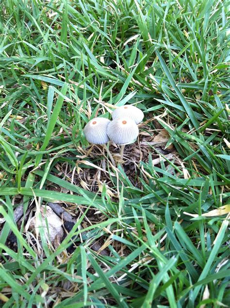 Fescue Should I Be Concerned About Mushrooms In My Lawn Gardening