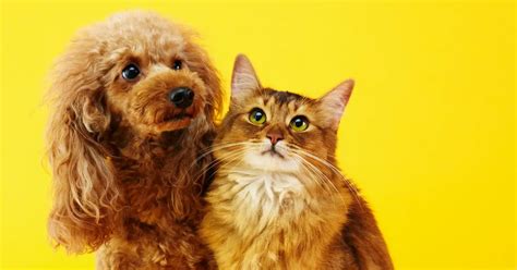 Poodles And Cats Can They Get Along Poodlehq