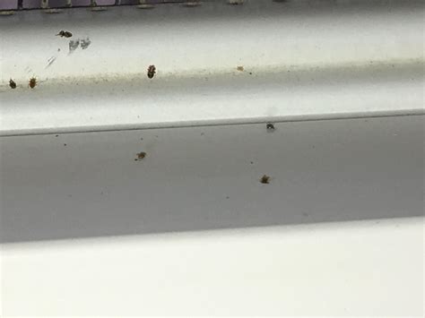 Are These Bed Bugs I Found These Crawling From My Bathroom Window And