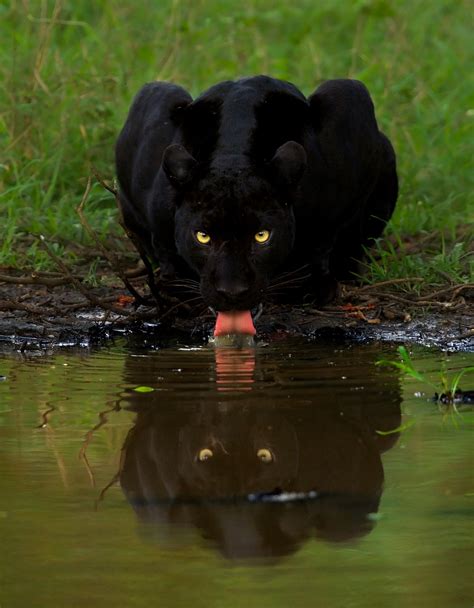A black panther is the melanistic colour variant found in members of the genus panthera, particularly of the leopard (p. Leopard and Black Panther Couple Caught on Film After 6 ...