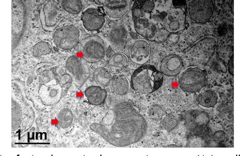 Figure From Monitoring Mitophagy In Mammalian Cells Semantic Scholar