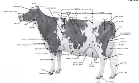 Parts Of Cow Diagram
