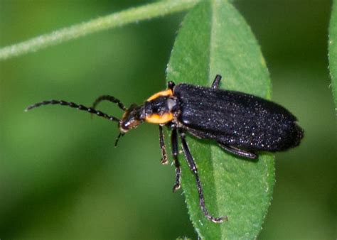 Black Beetle With Orange Bordering Thorax Bugguidenet