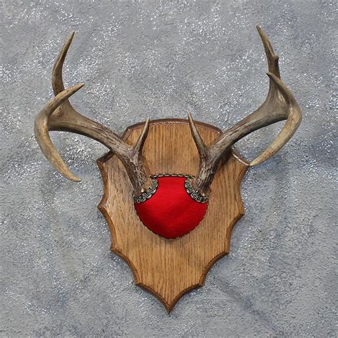 Whitetail Deer Antler Plaque 12171 The Taxidermy Store
