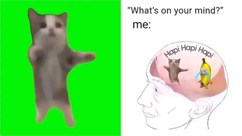 Happy Happy Happy Cat Meme Song Heres Everything You Need To Know