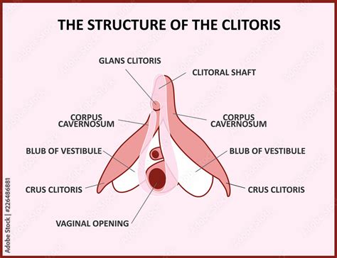 The Structure Of The Clitoris A Medical Poster Female Anatomy Vagina Stock Vector Adobe Stock
