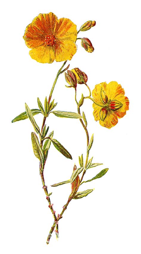 Antique Images Free Wild Flower Clip Art 2 Flower Illustrations Of