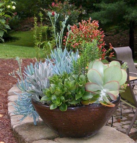 30 Succulents In Pots Ideas
