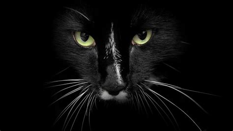 The Black Cat Hd Wallpaper All The Latest And Exclusive Hd Wallpapers