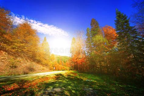 Beautiful Autumn Forest Stock Photo Image Of Dutch Autumn 46630872