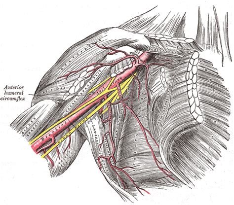 Infraclavicular Exposure Of The Brachial Plexus