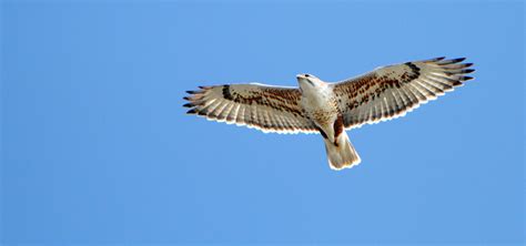 Xferruginous Hawk — Yellowstone Wildlife Sanctuary