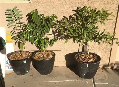 Check spelling or type a new query. Best Places to Buy Fruit Trees Online - Garden of Luma
