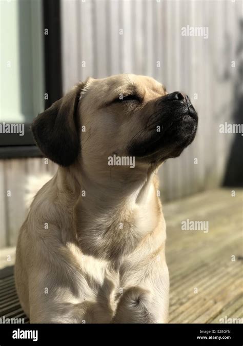 Fawn Coloured Puggle Stock Photo Alamy