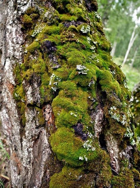 Image Result For Moss On Tree Bark Tree Bark Moss Tree