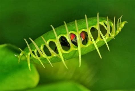 Cal Poly Bio 502 How Does The Venus Flytrap Move Without Muscles