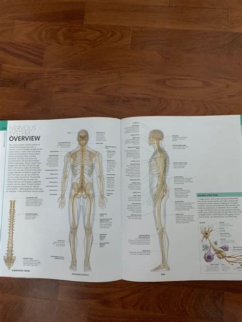 Human Anatomy Definitive Visual Guide Books And Stationery Non Fiction