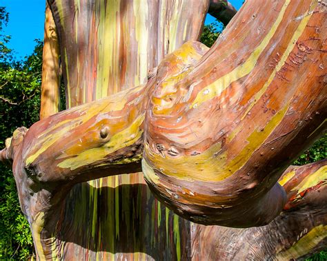 Eucalyptus Tree Photograph By William Krumpelman