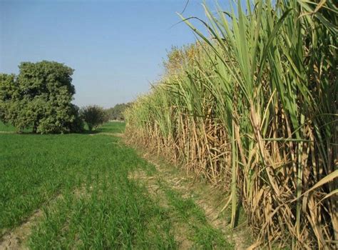 The Crop Ug Sugar Cane Growing In The Tropics Facebook