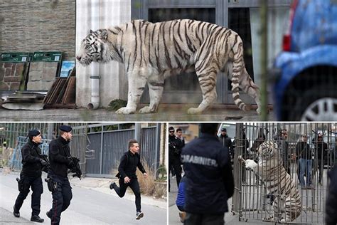 Escaped Tiger Captured Alive After Killing Keeper Anaedoonline