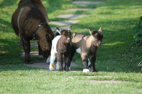 Pygmy goats and fainting goats are also miniature goats but they are both meat breeds. Maiden Castle Cottages - Pygmy Goats: Pygmy Goat kids for sale