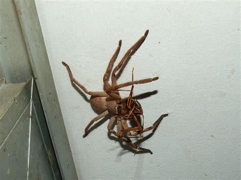 Sparassidae Huntsman Spider Dscf7357 Kingdomanimalia Phyl Flickr