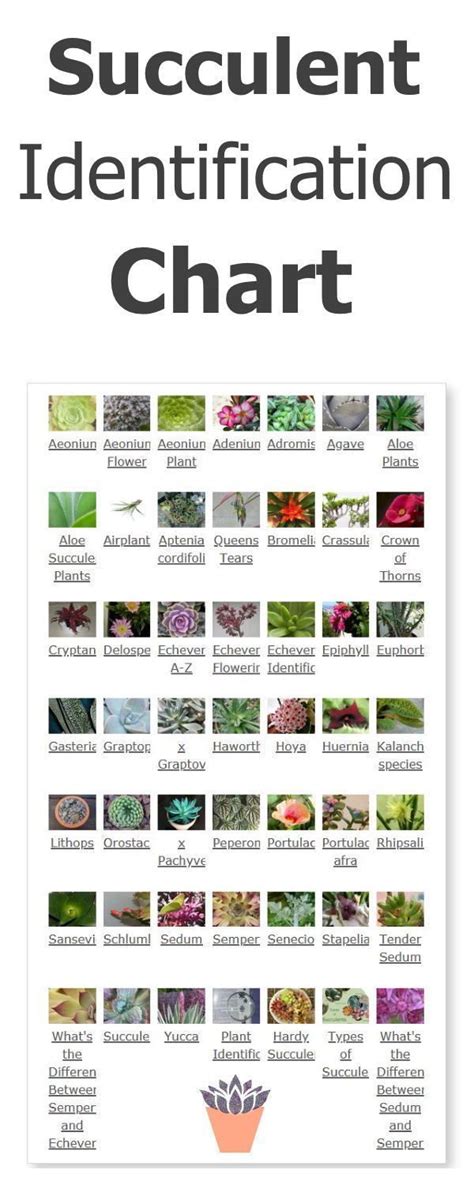 Succulent Identification Chart Find Your Unknown Plant Here Suculent Plants Succulents