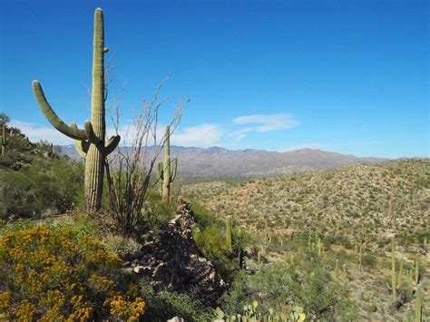 Cactus Forest Drive Saguaro National Park Az Top Tips Before You Go