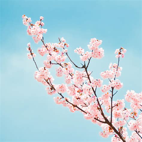 Cherry Blossom Branch Photograph By Jannes Glas