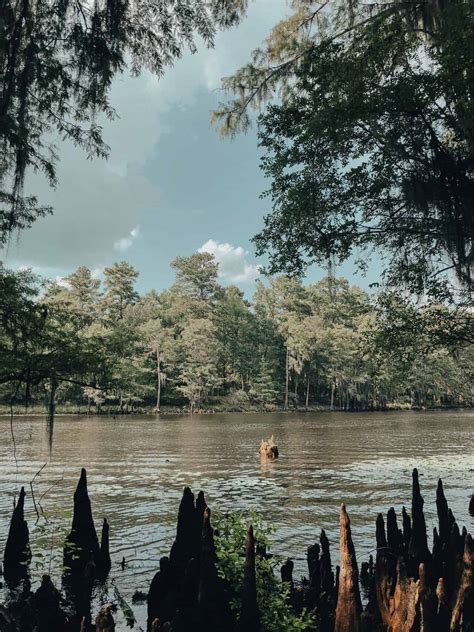 Caddo Lake in Texas: Boat Tours and Things to Do