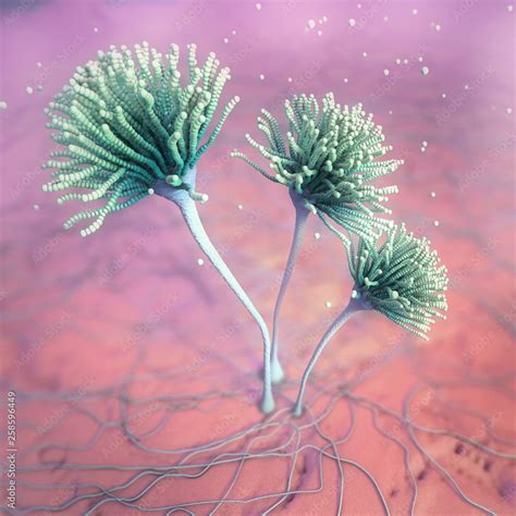 Microscopic Image Of Growing Molds Or Mold Fungus And Spores D Illustration Stock