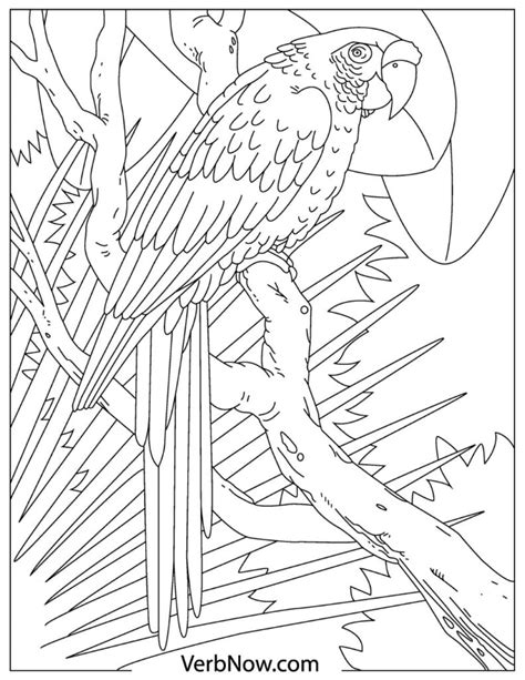 Printable Adult Coloring Pages Parrot Coloring Pages