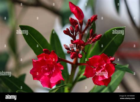 Red Nerium Oleander Flower Blossom Stock Photo Alamy