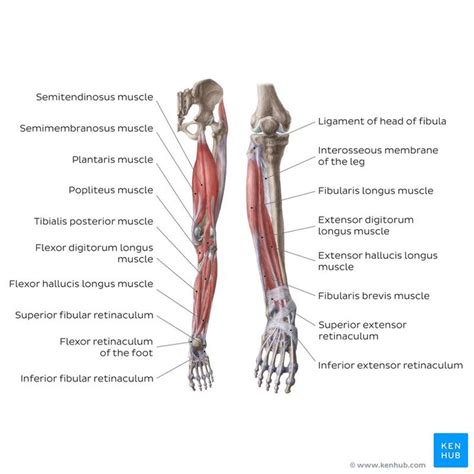 Leg Muscle Diagram Anterior Back Of Leg Muscle Diagram Diagram