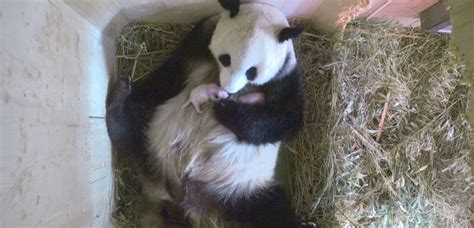 Dvojnásobná Radost Ve Vídeňské Zoo Se Narodila Pandí Dvojčata Týdencz